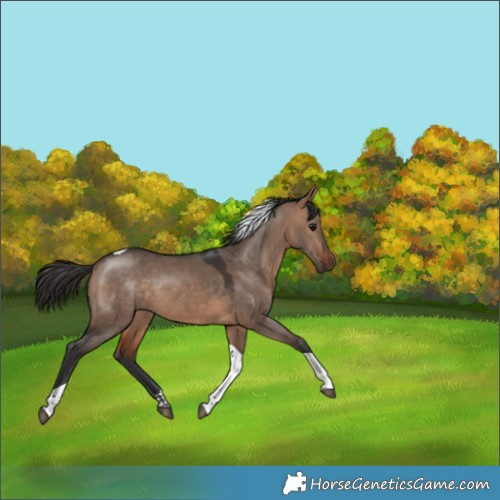Horse Color:Bay Dun Tobiano 