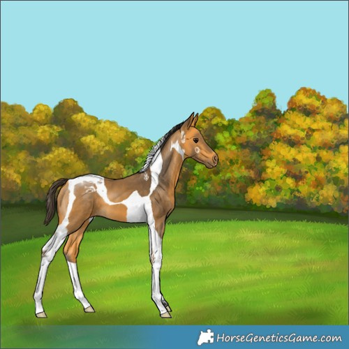 Horse Color:Buckskin Tobiano 