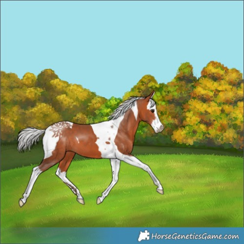 Horse Color:White Spotted Silver Bay Splash Tobiano 