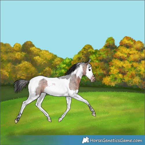 Horse Color:Brown Roan Splash Tobiano 