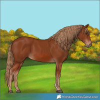 Horse Color:Chestnut 