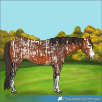 Horse Color:Bay Appaloosa  and Bay 