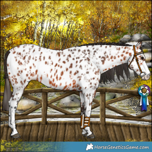 Horse Color:Bay Appaloosa  and Bay Appaloosa 