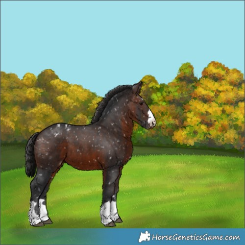 Horse Color:Brown Appaloosa 