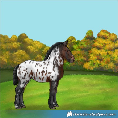 Horse Color:Brown Appaloosa 