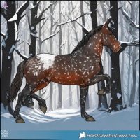 Horse Color:Brown Appaloosa