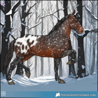 Horse Color:Brown Appaloosa 