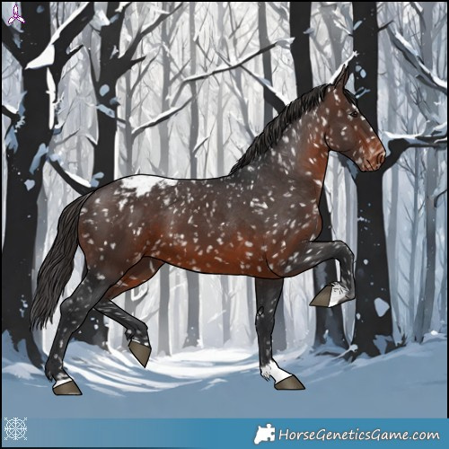 Horse Color:Brown Appaloosa