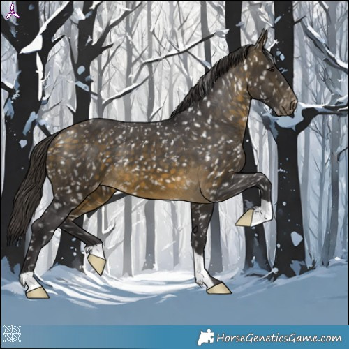 Horse Color:Buckskin Appaloosa