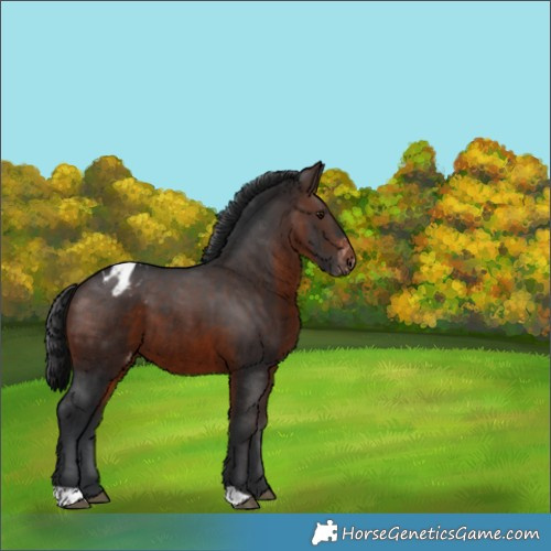 Horse Color:Brown Appaloosa 