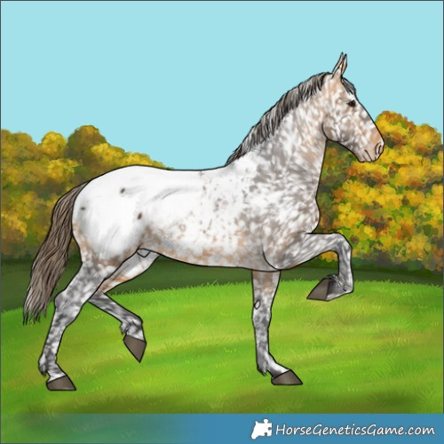 Horse Color:Buckskin Appaloosa 