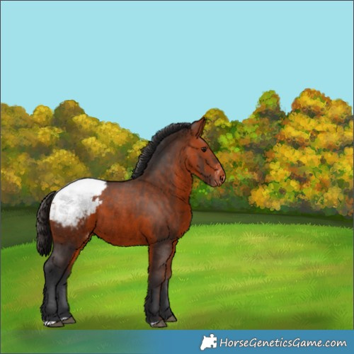 Horse Color:Bay Appaloosa 