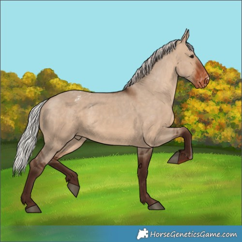 Horse Color:Silver Brown Dun Appaloosa 