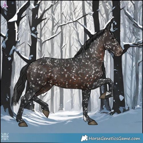 Horse Color:Brown Appaloosa