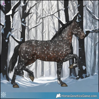 Horse Color:Brown Appaloosa 