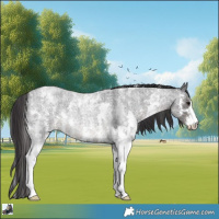 Horse Color:Smoky Blue Roan Sabino 