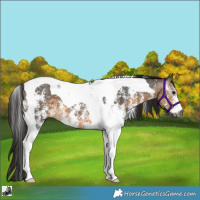 Horse Color:Gray Buckskin Sabino Tobiano 