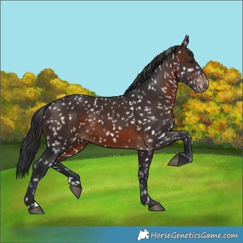 Horse Color:Brown Appaloosa 