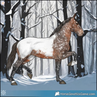 Horse Color:Brown Appaloosa 