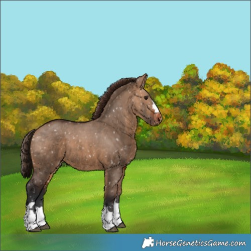 Horse Color:Brown Dun Appaloosa 