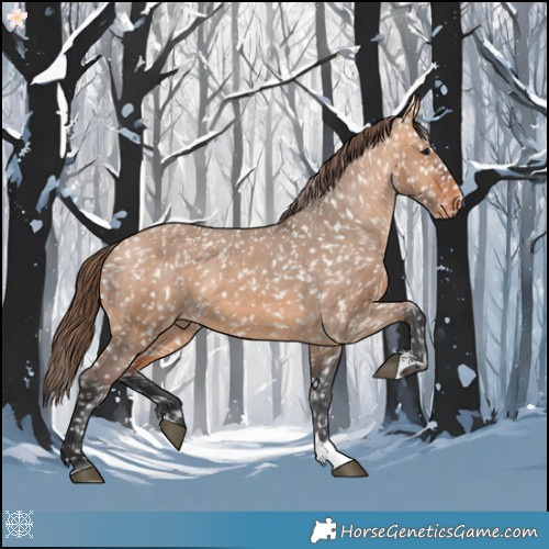 Horse Color:Bay Dun Appaloosa 