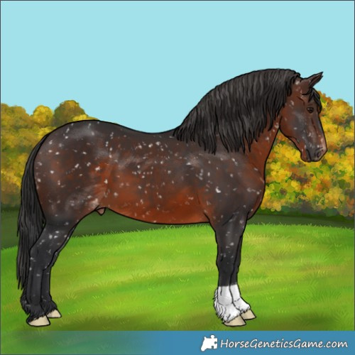 Horse Color:Brown Appaloosa 