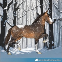 Horse Color:Buckskin Appaloosa 
