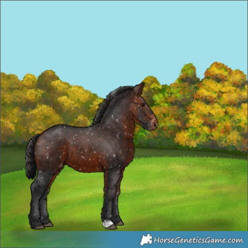 Horse Color:Brown Appaloosa 