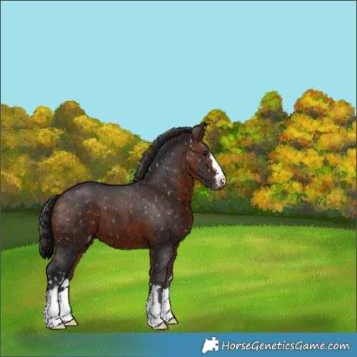 Horse Color:Brown Appaloosa 
