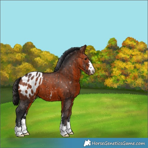 Horse Color:Brown Appaloosa 