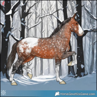 Horse Color:Bay Appaloosa 