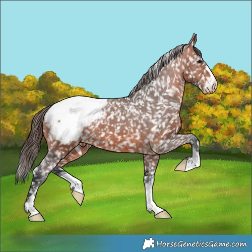 Horse Color:Bay Snowflake Varnish