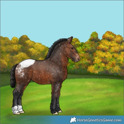 Horse Color:Brown Appaloosa 