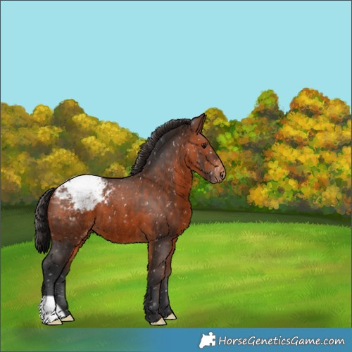 Horse Color:Brown Appaloosa 
