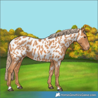 Horse Color:Chestnut Near Leopard 