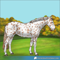 Horse Color:Chestnut Near Leopard