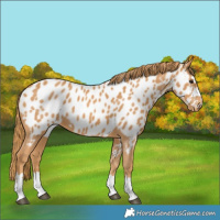 Horse Color:Chestnut Near Leopard 