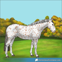 Horse Color:Bay Leopard