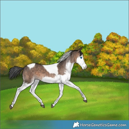 Horse Color:Brown Dun Splash Tobiano 