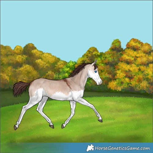 Horse Color:Chocolate Brown Dun Splash 