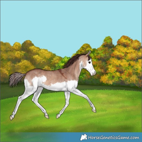 Horse Color:Chocolate Brown Dun Splash 