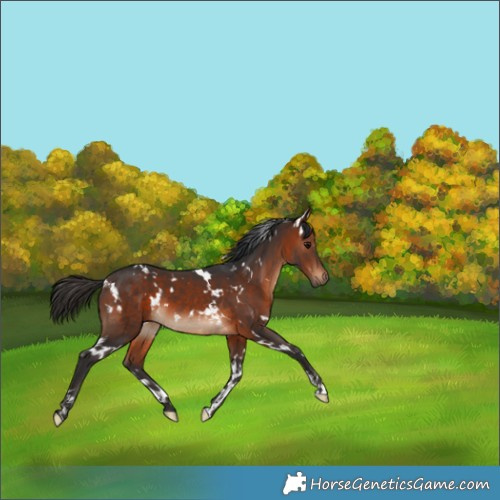 Horse Color:White Spotted Bay 