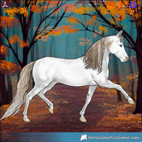 Horse Color:White Spotted Buckskin Dun Splash Appaloosa