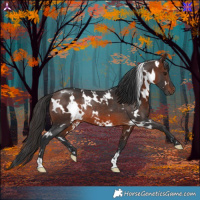 Horse Color:White Spotted Brown Rabicano 