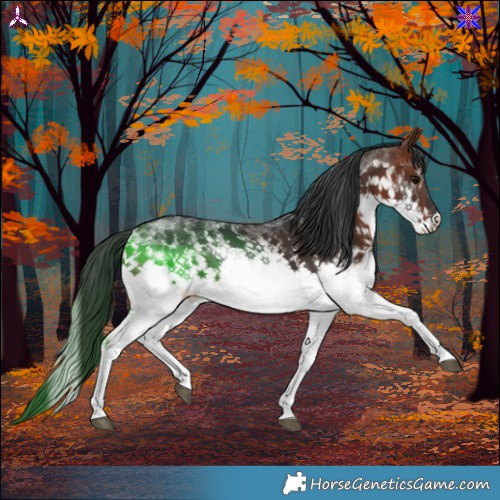 Horse Color:White Spotted Bay 