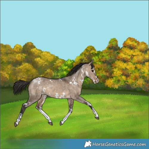 Horse Color:White Spotted Bay Dun Splash Appaloosa 