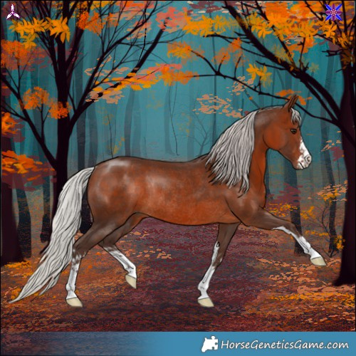 Horse Color:White Spotted Silver Brown Rabicano