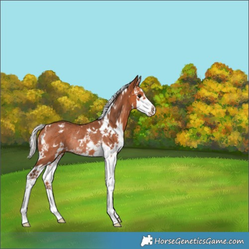 Horse Color:White Spotted Silver Bay Splash Rabicano 