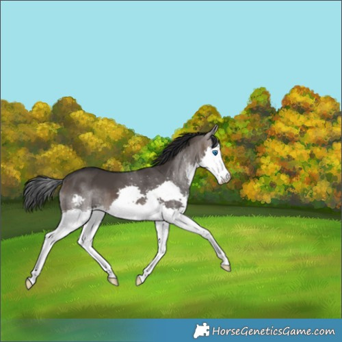 Horse Color:Brown Dun Sabino Splash 