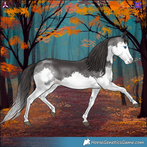 Horse Color:Smoky Black Splash 